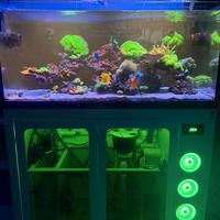 Acquario