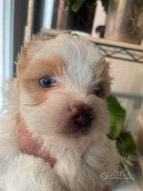 Yorkshire golddust e bluberry con pedigree