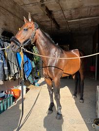 Cavallo 8 anni