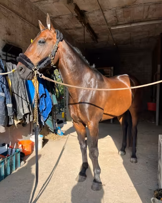 Cavallo 8 anni