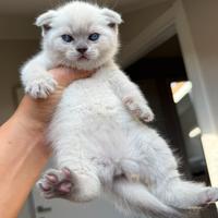 Cuccioli british shorhair o scottish fold