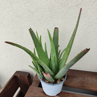 Pianta aloe