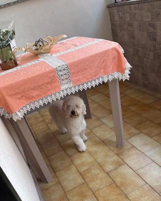 Maltipoo