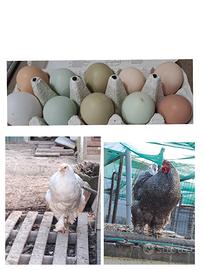 Brahma