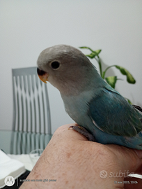 Inseparabili allevati a mano