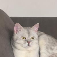 Gatto di razza scottish fold