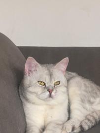 Gatto di razza scottish fold