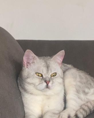 Gatto di razza scottish fold