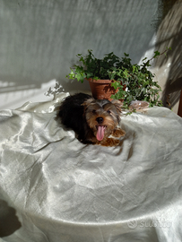 Cucciolo yorkshire terrier taglia piccola