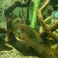 Pesci ciclidi sud america, Temporalis