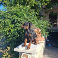 Dobermann