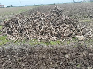 Radici di pioppo per camino