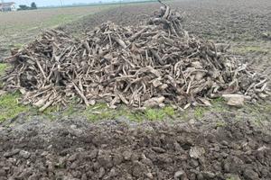 Radici di pioppo per camino