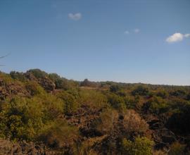 RAGALNA - TERRENO 7.000 MQ cod. RA016T