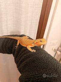 Pogona arancio maschio