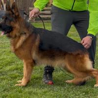 Cuccioli pastore tedesco alta genealogia