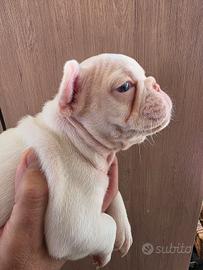 Bulldog francese esotoco