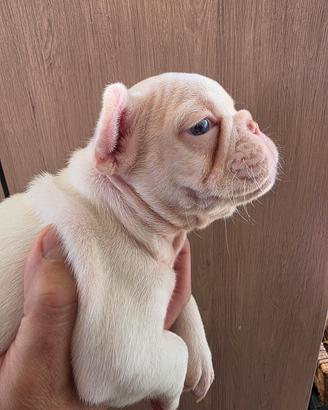 Bulldog francese esotoco