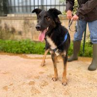 Ferman un dolce cane da adottare