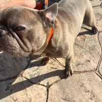 Monta bulldog francese