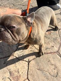 Monta bulldog francese