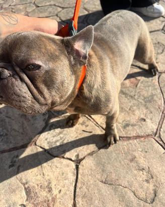 Monta bulldog francese