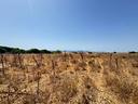 terreno-agricolo-quartu-sant-elena