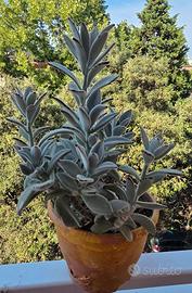 Kalanchoe tomentosa (Pianta Panda) grande