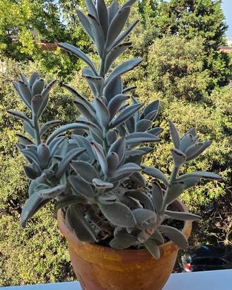 Kalanchoe tomentosa (Pianta Panda) grande
