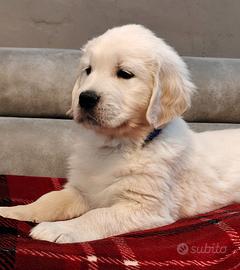 Cuccioli Golden Retriever