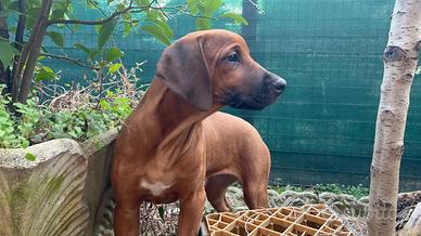 Cuccioli di Rhodesian-Ridgeback