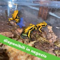 Dendrobates