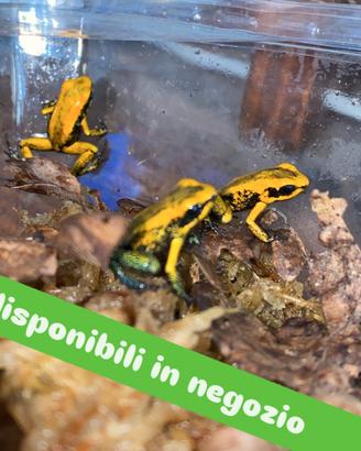 Dendrobates