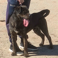 Cucciolone in adozione