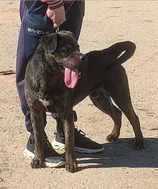 Cucciolone in adozione