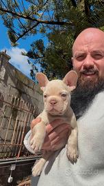 Cucciolo di bulldog francese platinum