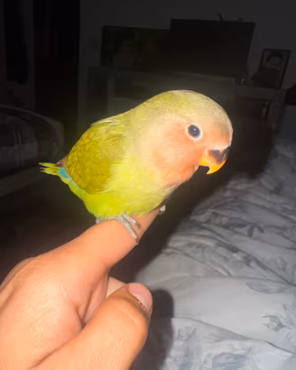 Inseparabile allevato a mano