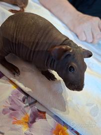 Cuccioli di cavia skinny