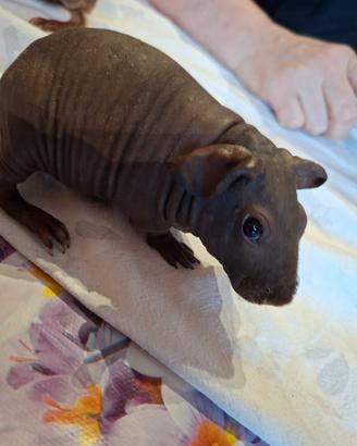 Cuccioli di cavia skinny