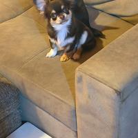 Chihuahua choco tan pelo lungo pedigree