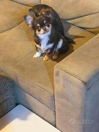 Chihuahua choco tan pelo lungo pedigree