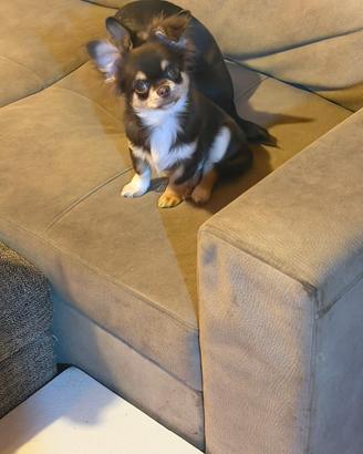 Chihuahua choco tan pelo lungo pedigree