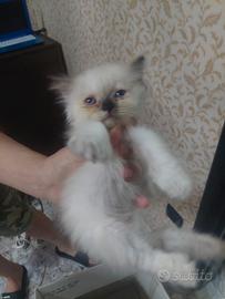 Gattino persiano
