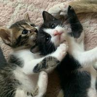 Dolcissimi gattini