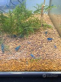 Caridine blue dream