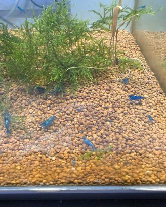 Caridine blue dream