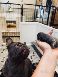 Cuccioli di bulldog francese esotico