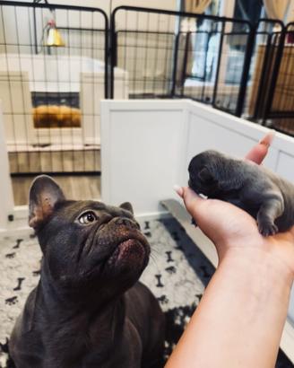 Cuccioli di bulldog francese esotico