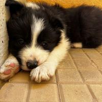 Border collie cuccioli