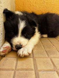 Border collie cuccioli